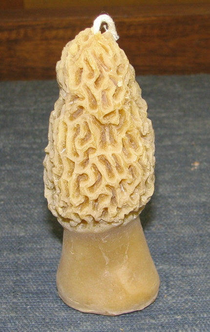 Morel Mushrooms